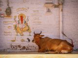 Seeking the shade by Cheryl Connor Highly Commended Section A