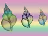 Shell Fantasy: Spike Piddock