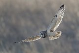 Short-Eared Owl by Tim Downton