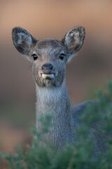 Sika Deer by Tim Downton