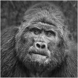 Silverback Gorilla, Uganda by Lisa Bukalders