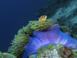 Single Pink Anemone Fish by Spike Piddock