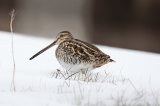 Snipe by Di Tilsley