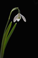 Snowdrop by Phil Whiffing Highly Commended Section B