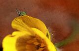 Speckled Bush Cricket on buttercup by Lisa Rendall Third Section B