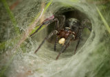 Spider by Rob Bridge (LRPS Panel)
