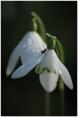 Spider on snowdrop by Lisa Rendall Third Section B
