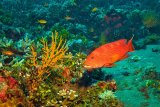 Whitemargin Lyretail Grouper by Spike Piddock