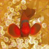 Spiny-cheeked Anemone fish by Spike Piddock Highly Commended