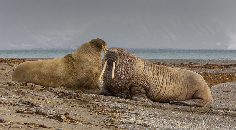 Spitsbergen Walrus by Stephen Lee