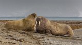 Spitsbergen Walrus by Stephen Lee