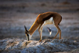 Springbok with Cape Dove by David Cantrille