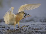 Squacco Heron with Catch by Tim Downton