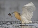 Squacco Heron with Fish by Tim Downton