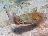 Squid Hunting by Spike Piddock