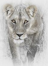 Stalking lioness by Lisa Bukalders Commended