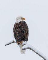 Bald Eagle in the Snow Yellowstone by Stephen Lee