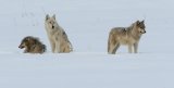 Grey Wolves Yellowstone by Stephen Lee