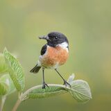 Stonechat with Grub by Jenny Warr