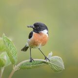 Stonechat with grub by Jenny Warr Highly Commended Advanced Section