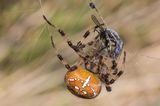 Strawberry Spider Wrapping Prey by Penny Piddock Third Section A