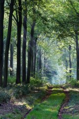 Sunlight and Shade by Helen Gibson