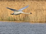 Swan in Flight by Steve Davenport