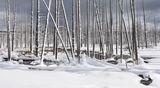 Tangle Creek, Yellowstone by Jane Lee Highly Commended Section A