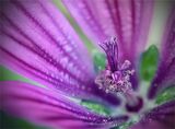 The Colour Purple by Chris Eaves Commended Section A