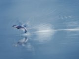 The Dash by Tim Downton