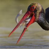 The Last Look by Tim Downton