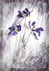 The Last Tulips by Jane Lee Highly Commended Advanced Section