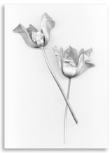 The Last of the Tulips: Dee Wareham