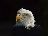 The Not So Bald Eagle by Garry Prescott Fourth