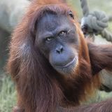The Orangutan's Captive Stare by Steve Lord Highly Commended Section A
