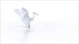 The White Egret Fishing by Ivor Toms