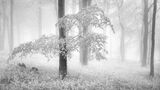 The Wood Beyond the World by Tony Gill First Section A