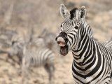 Theme 1 - Laughing Zebra by Lisa Bukalders