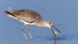 Theme 2 - Willet catching crab by David Cantrille