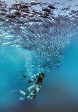 Theme 4 - Swimming with Jacks by Spike Piddock