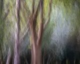 Thorncombe Wood by Tony Gill Commended Section A