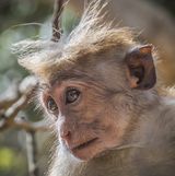 Thoughtful Monkey by Frank Schweitzer