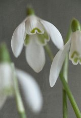 Three Snowdrops by Rosie Mathisen
