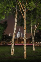 Through the Birches by Rosie Mathisen