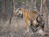 Tiger Rising by Bob Davies