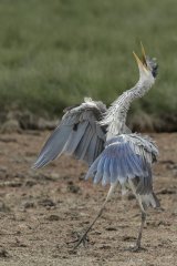 Grey Heron Strut by Tim Downton
