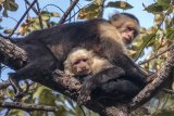 Costa Rica White Face Monkeys by Ivor Toms