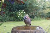 Trail Camera Jay by Lisa Bukalders