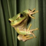 Tree Frog by Frank Schweitzer - HC Section B