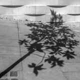 Tree Shadow